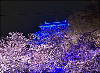 桜祭りのライトアップ期間中の様子