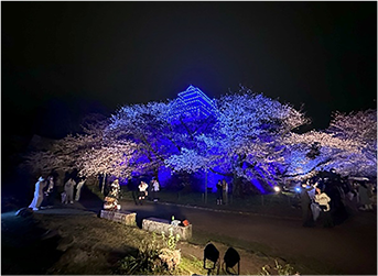 桜祭りのライトアップ期間中の様子